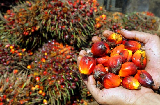 Malaysian Palm Oil Council aims to strengthen bilateral ties with India